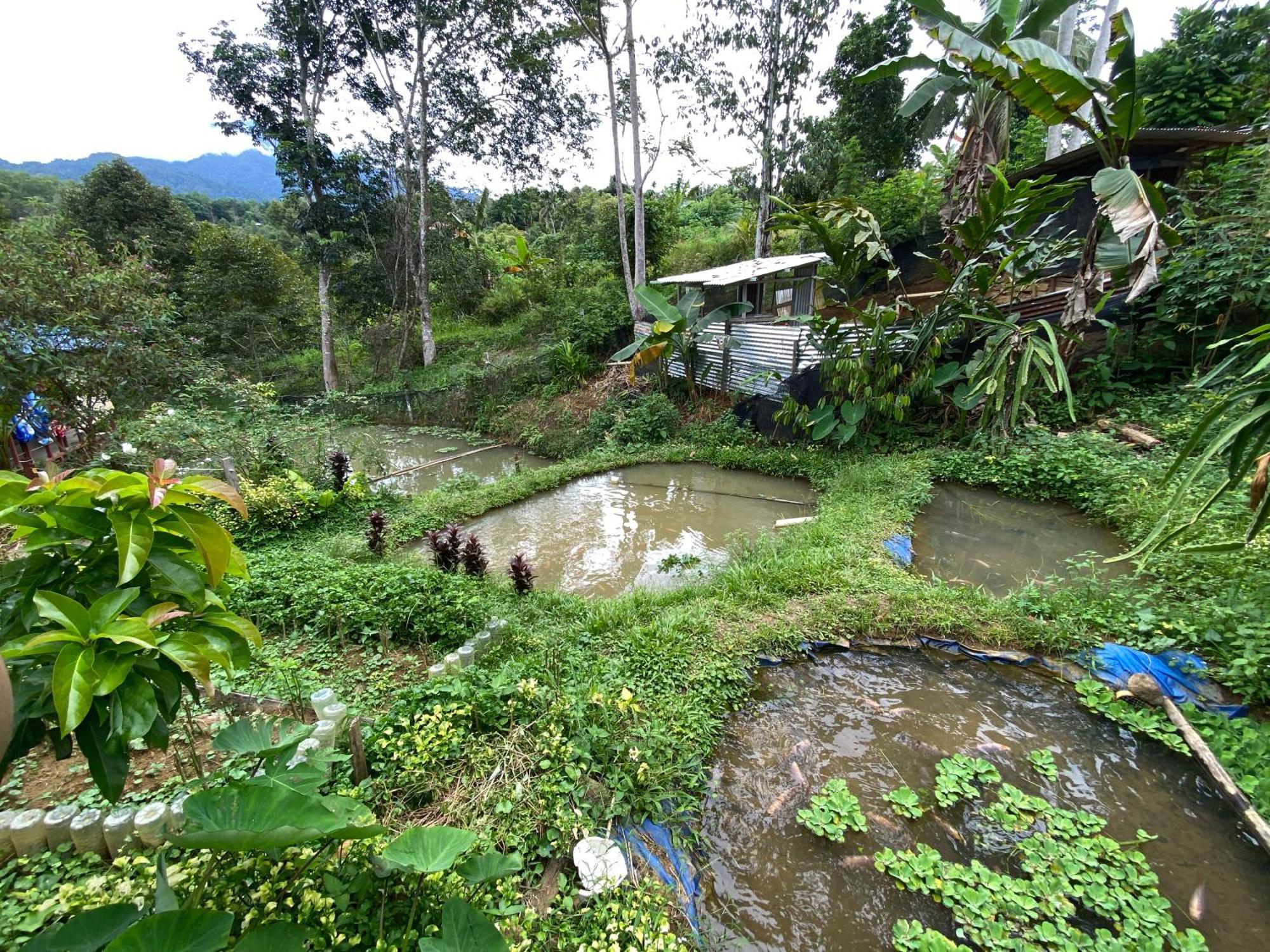 Hotel Da Family Mini Garden Ranau Exteriér fotografie